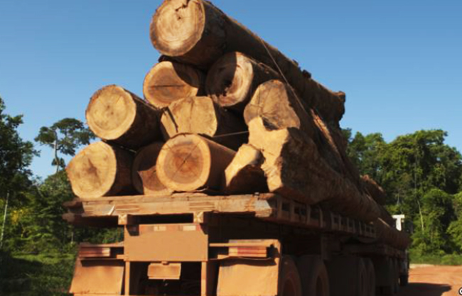 IS Runs Timber Smuggling Business in Afghanistan: Officials